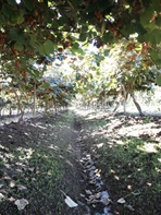 IMG-20200214-WA0033